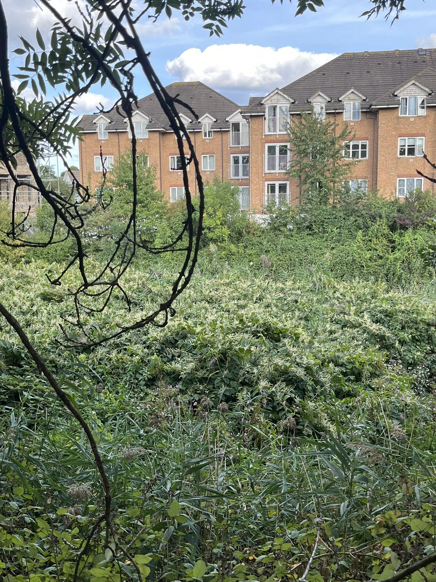 If you were designing from scratch the responsibilities of a government environmental agency, you’d think that one of the very basic things it would do would be the control of the most invasive plant in the country, especially where that plant is devastating one of the rarest &amp;