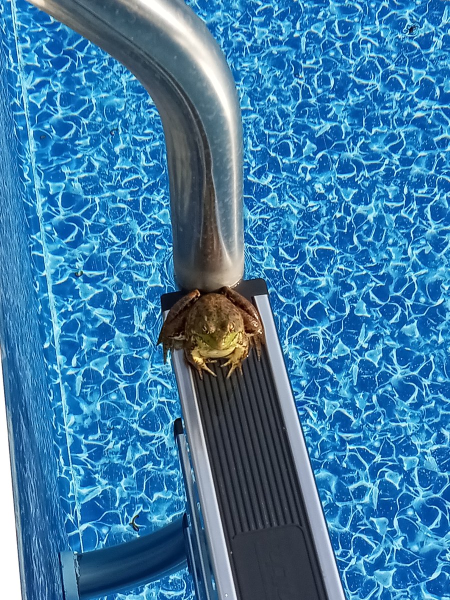 2kindsapeople's tweet photo. @indian_pitta @Heather89698048 @Dan_Kinghorn77 Jeremiah, I'm pretty sure 🤔😉😏🤣 #SongForEveryThing 🎵🎶 This guy loves the #PoolParty except when Allie is there 😳😬🤪😂 https://t.co/inX05ujlNh