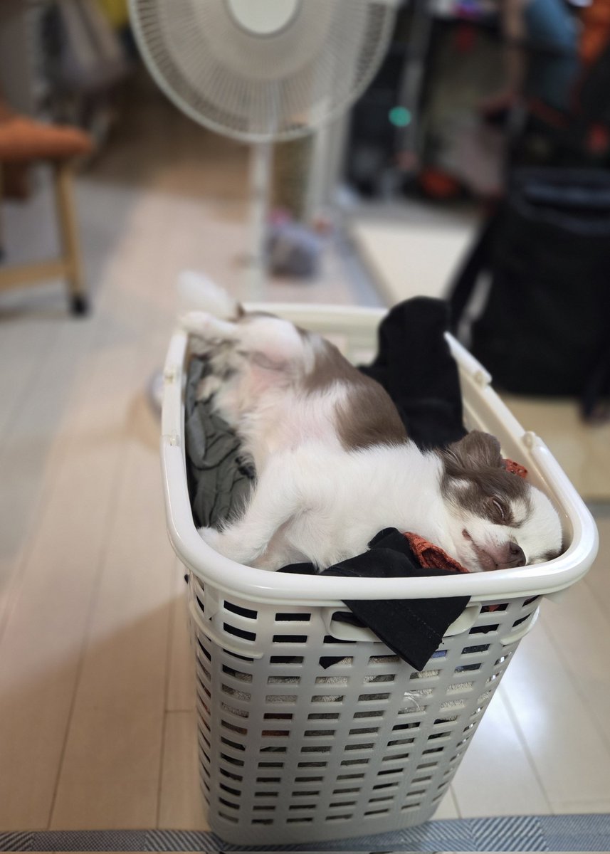 チワワ - Search / X