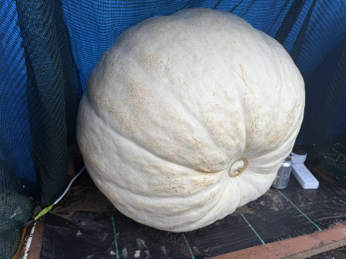 xRyanLightning's tweet photo. @peter_levy what do you think of my pumpkin I am growing in Skegness? It’s estimated to weigh over 170lb https://t.co/13r4QmgUCG