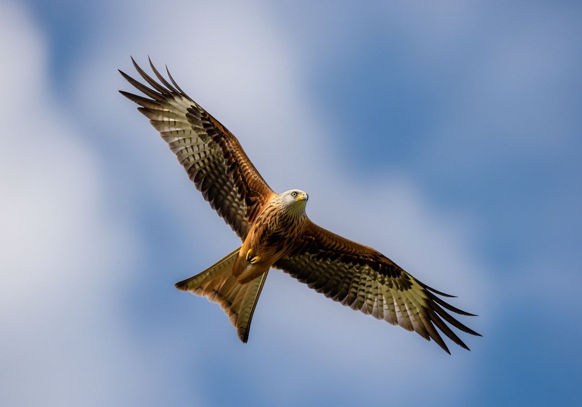 p_chusaengsri's tweet photo. A majestic eagle glides gracefully in the sky, wings fully extended against a backdrop of soft blue clouds.
#MajesticEagle #GracefulFlight #SkywardBeauty #NatureInMotion #WingsOfFreedom https://t.co/mKVfmCnNl8