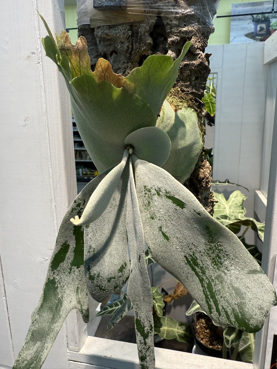plantskun's tweet photo. コウモリランれす🦇
コウモリみたいれす🥰

#植物くん
#ボタニカル
#植物
#コウモリラン
#ウィリンキー
#シルバー https://t.co/noHy2qdRxp