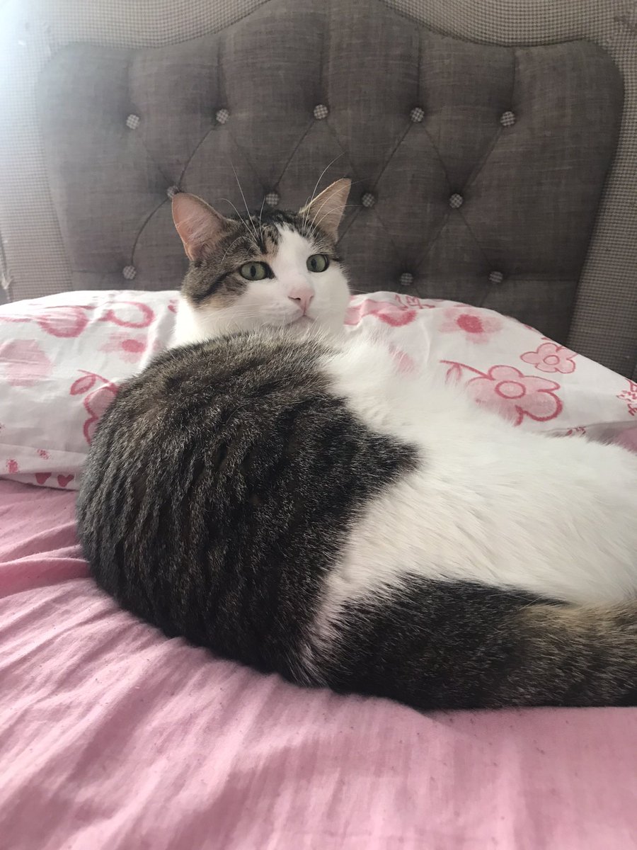 İstanbul BAKIRKÖY Fabrikalar caddesi 
10 Eylül civarı kaybolan 

‼️‼️‼️KAYIP KEDİ ARANIYOR‼️

İsmi Matiş 
özel ilk basamak anaokulu yanındaki parkta en son görüldü lütfen görenler ulaşsın 

anaokulu yanındaki parkta sabahları kedileri besleyen kadın görmüş yakında oturmuyorum