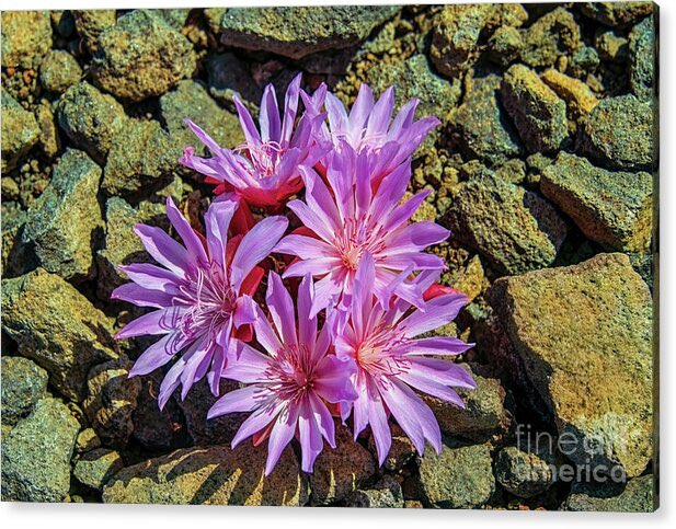 MarySharptonArt's tweet photo. "And we travel, in essence, to become young fools again—to slow time down and get taken in, and fall in love once more."—Pico Iyer
Rock Lilies - Jump Off Ridge Acrylic Print
#travelingwa #pink #rock #lilies #JumpOffRidge #PhotographicJourney #rockytrek #flowers #offroadadventue #Commensment #photographicart #naturalportraits #beautyofwashington #POVRambleonRocks #thinkingofu #weekendmorning #shhhhhlisten #2ourhearts #URMyLov #myloveinselah #listenitsquiet #cameraart #alovestory #supportartists #URMove #itismytruth #art4sale #buyart2025 #dmsfineart #dianamarysharpton #FAA #decor #prints #apparel
Artist Deck: https://t.co/gQlBAxxoKk