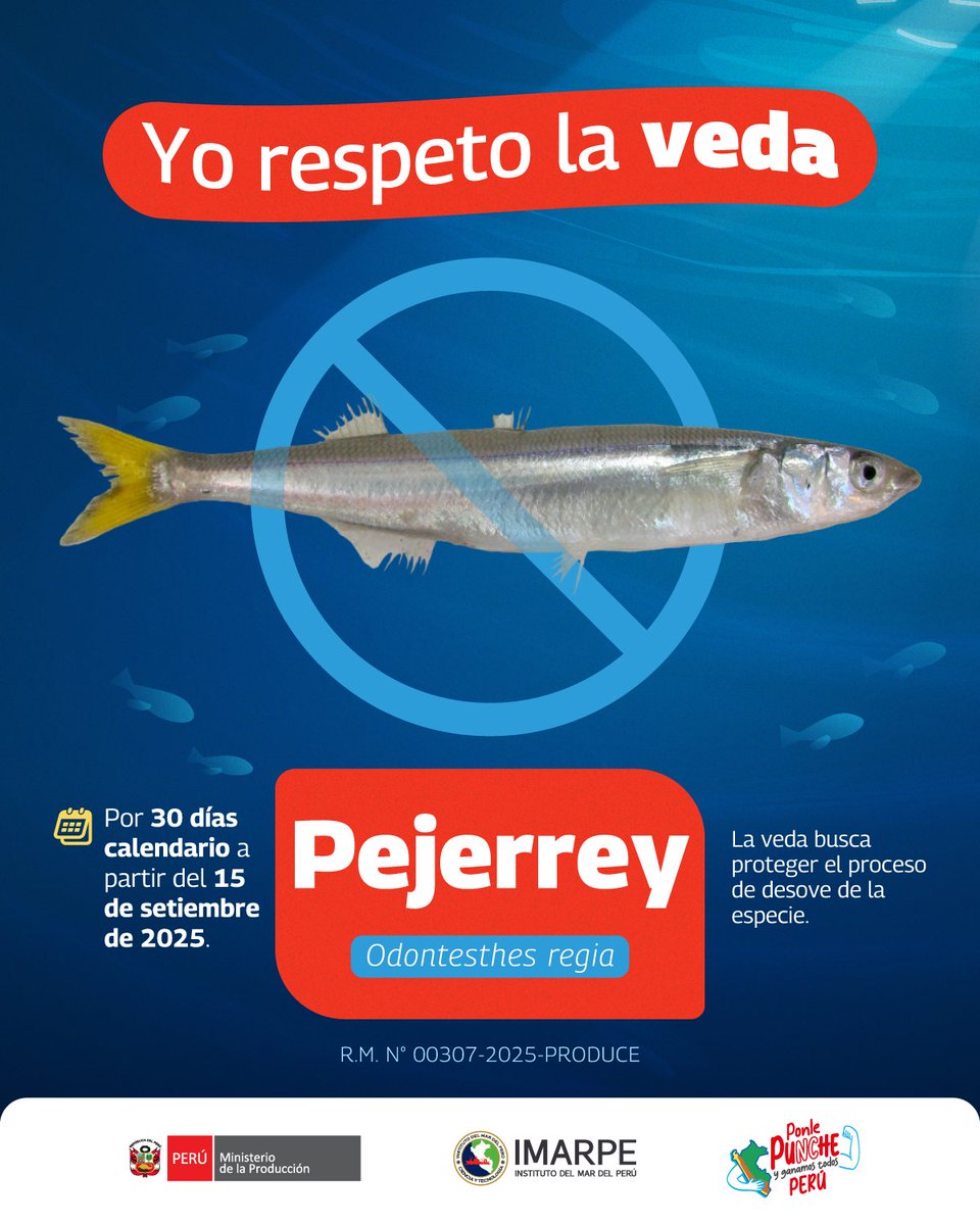 #YoRespetoLaVeda ☝️🚨 Recuerda que el pejerrey 𝘖𝘥𝘰𝘯𝘵𝘦𝘴𝘵𝘩𝘦𝘴 𝘳𝘦𝘨𝘪𝘢 está en veda por 30 días calendario a partir del 15 de setiembre de 2025. Comparte esta información, respeta la veda y permitirás que este recurso cumpla su ciclo reproductivo.