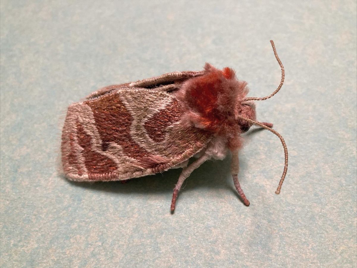 蛾売りおじさん tweet media