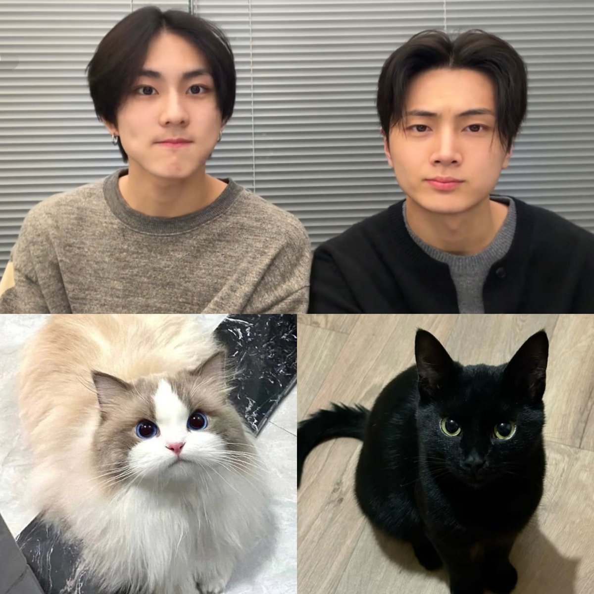 They looks so much like a ragdoll and black cat 😭