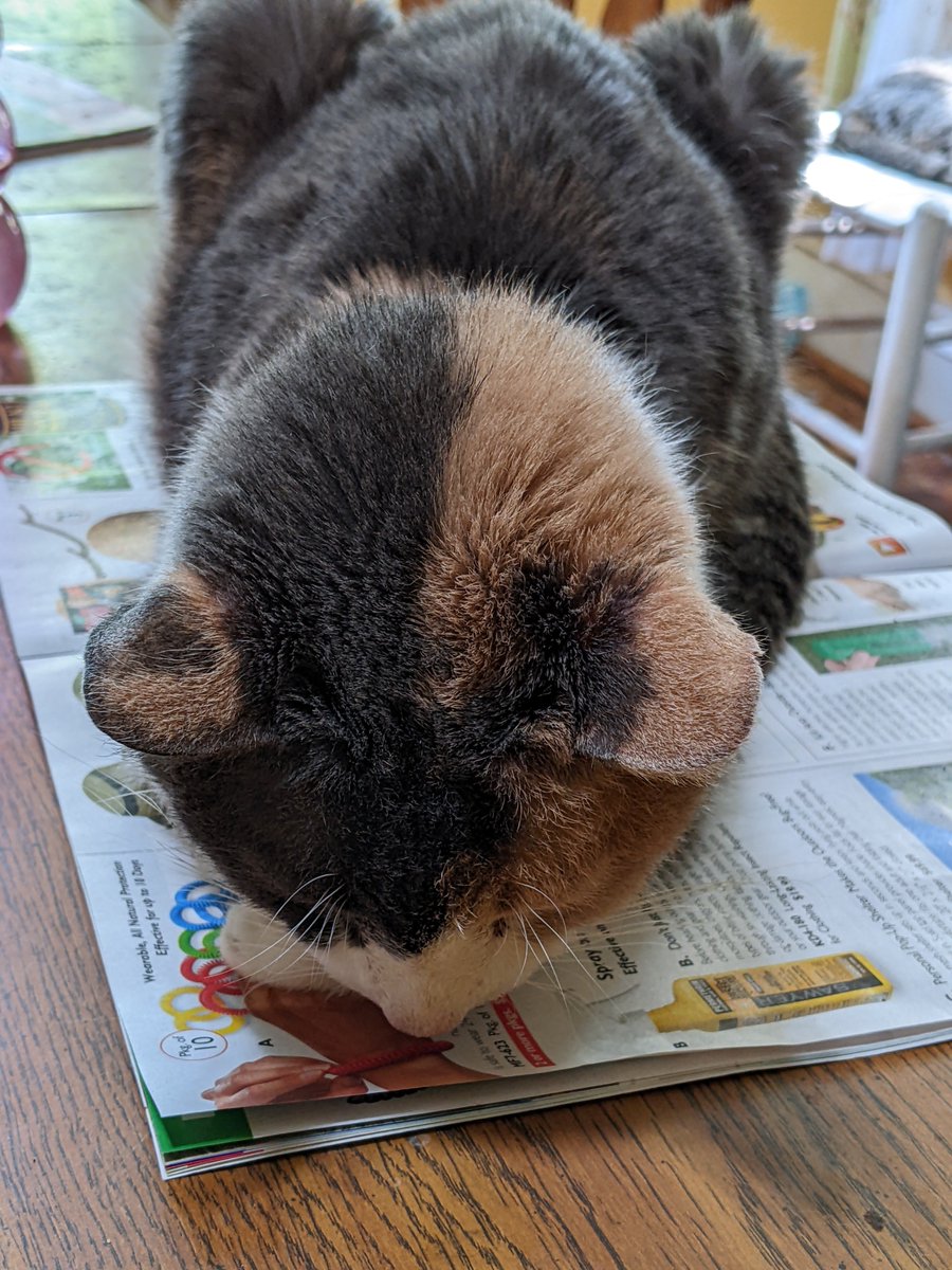 Muffin here... not only is it #wontlookwednesday... but I'm mad too...my birthday was last Friday, I turned 15 and mom and dad completely forgot....humph... happy birthday to me...and have a nice day friends 😼
#calicocrew #catsoftwitter
#chilltent