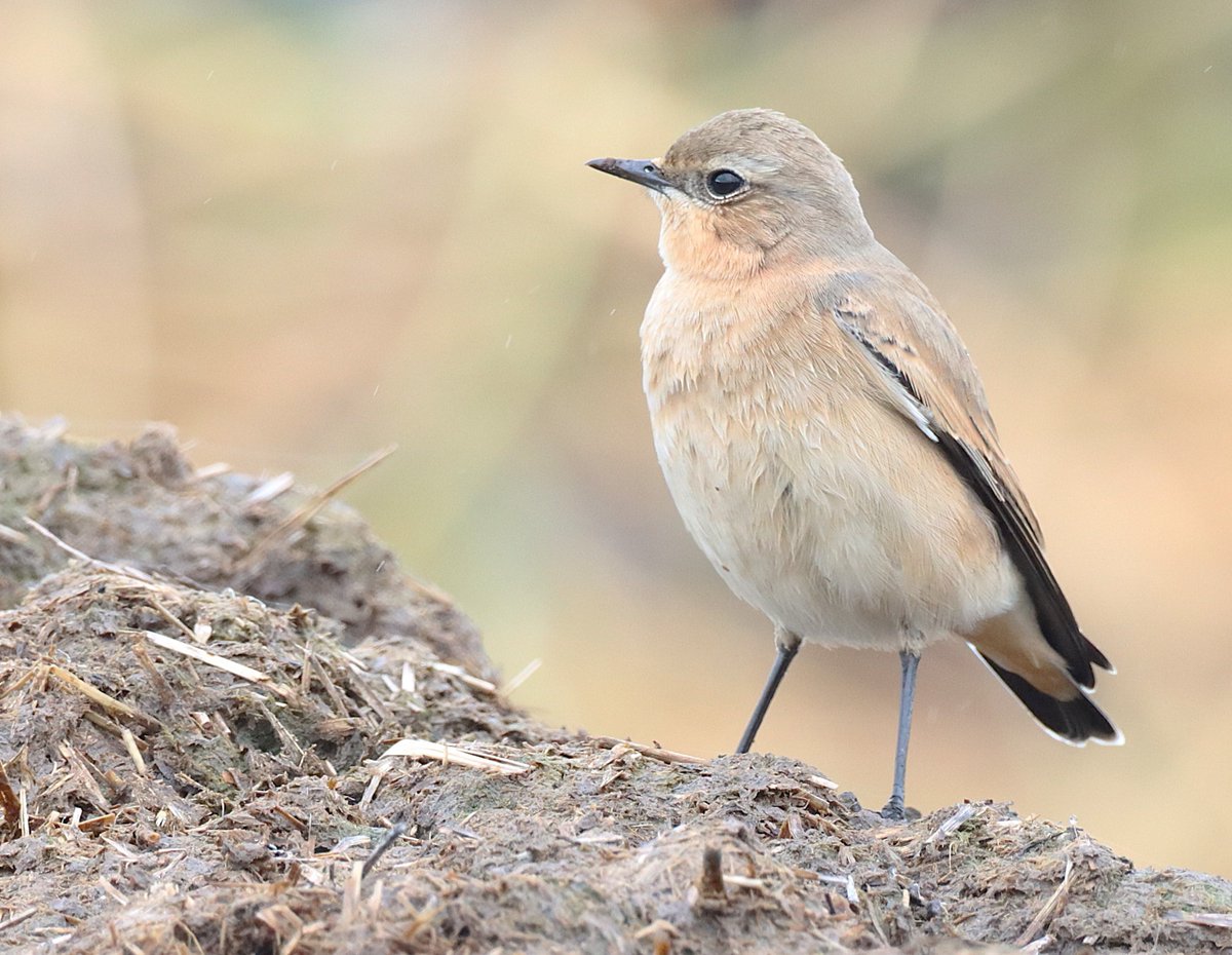 Dave 💙💛 tweet media