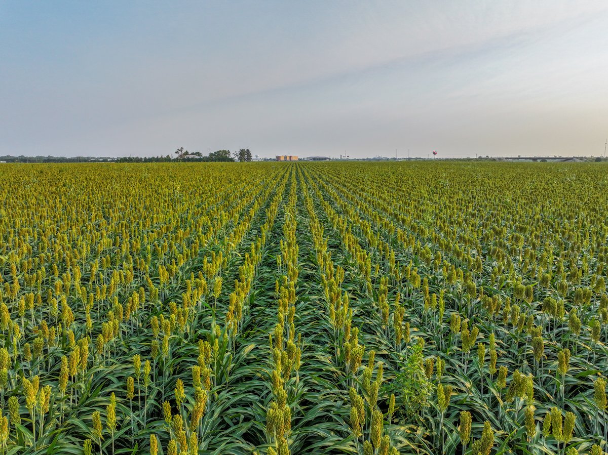 🚨 AUCTION TODAY 🚨

65.8 acres | McPherson, KS 🌾💧
Farm ground + Oil income + I-135 frontage

⏰ Online bidding closes at 4PM!
📲 Bid now on Sundgren Realty App.

#KansasLand #LandAuction #McPhersonKS
