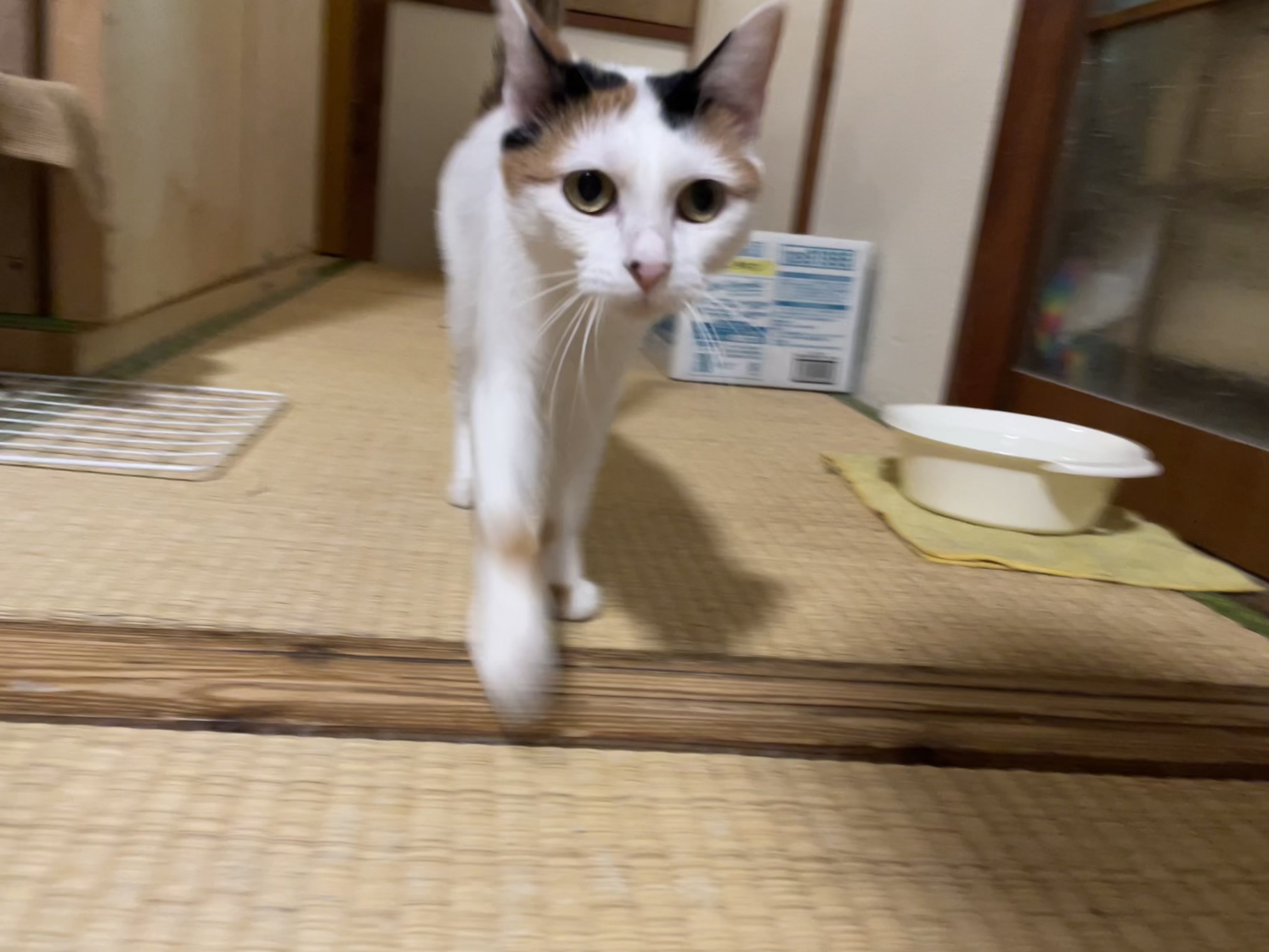にゃんちくだいすきくらぶ on X: 
