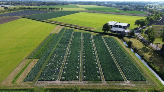 🥬 Coming soon: #Cabbage Platform Field Day!

📅 Fri Sept 19, 15:15 | 📍 Waarland (NL)

➡️ Variety trials
➡️ #ICM/#IPM fungi &amp; thrips control through innovative "green" solutions
➡️ Clover #intercropping
➡️ Drone monitoring

And more...

👉 Join us! #DemoDay #AdoptIPM