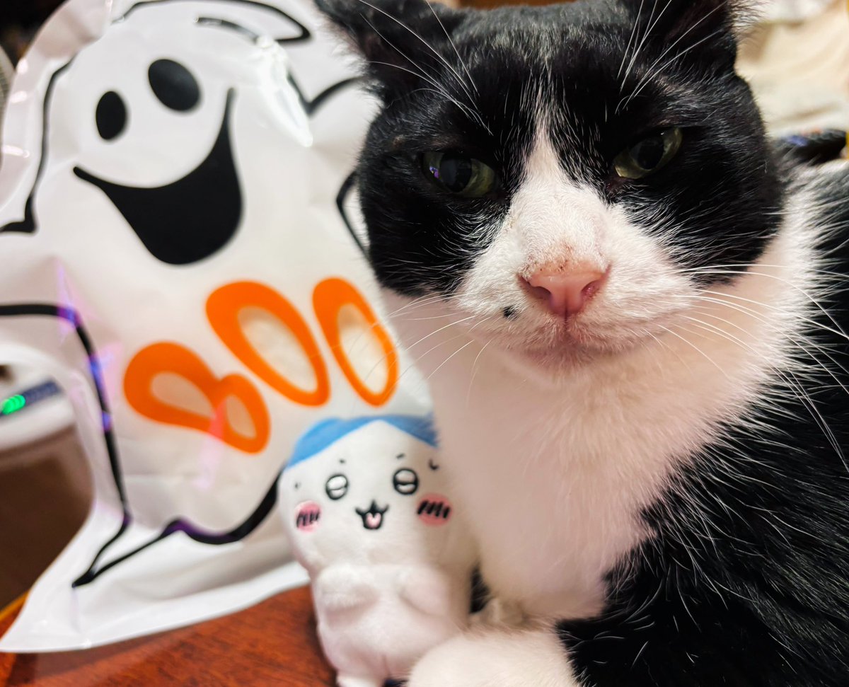 ゆずモコ。 (@yuzzzu_mococo) / Posts / X