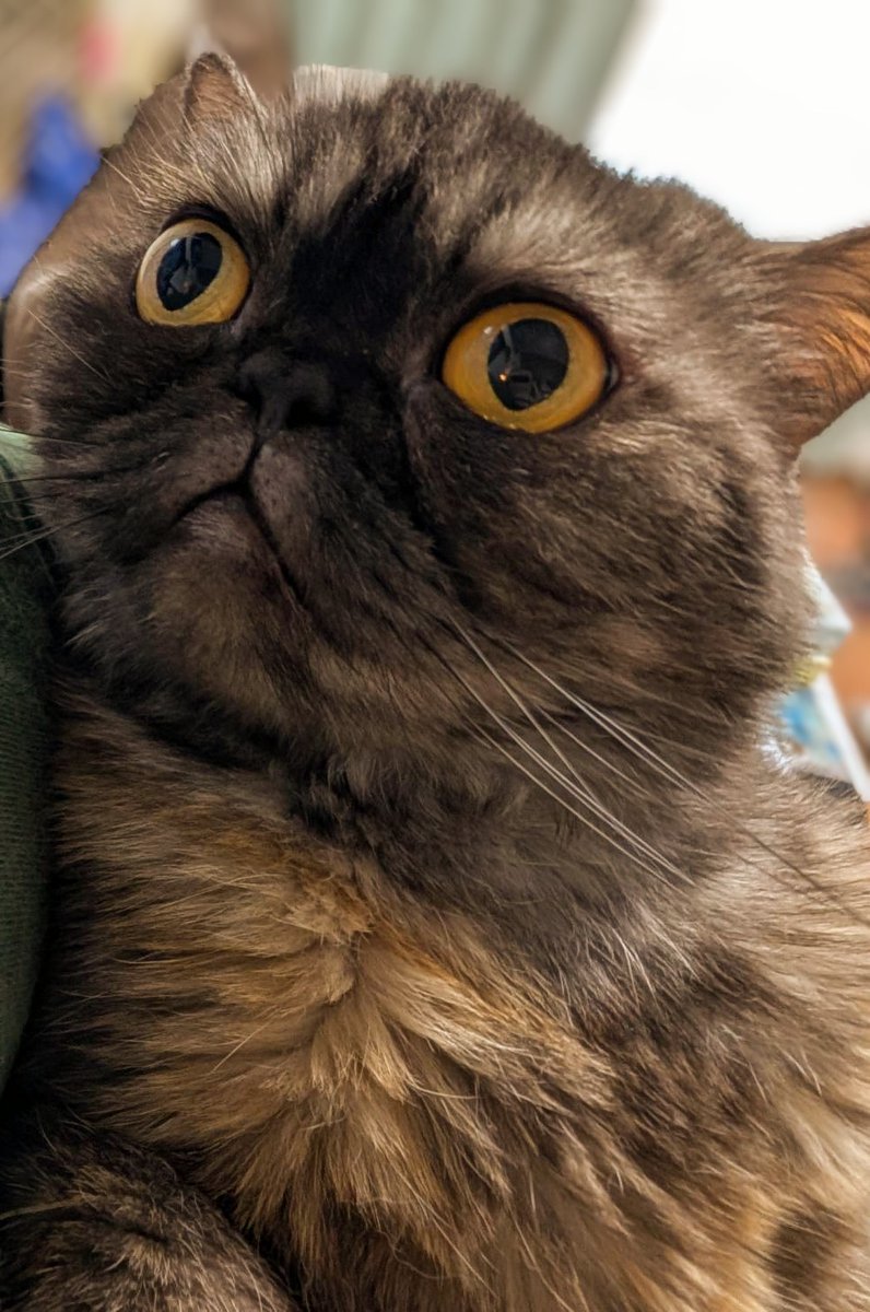 サルヴァトーレ(トト)=田中 (@arty_sax) on Twitter photo 個人的な話題で恐縮ですが今日はマオマオさん、8歳のお誕生日🎉✨
いつもマオマオさんを可愛がって下さって本当にありがとうございます😻
これからもマオマオさんをどうぞよろしくお願いいたします❗😆 個人的な話題で恐縮ですが今日はマオマオさん、8歳のお誕生日🎉✨
いつもマオマオさんを可愛がって下さって本当にありがとうございます😻
これからもマオマオさんをどうぞよろしくお願いいたします❗😆