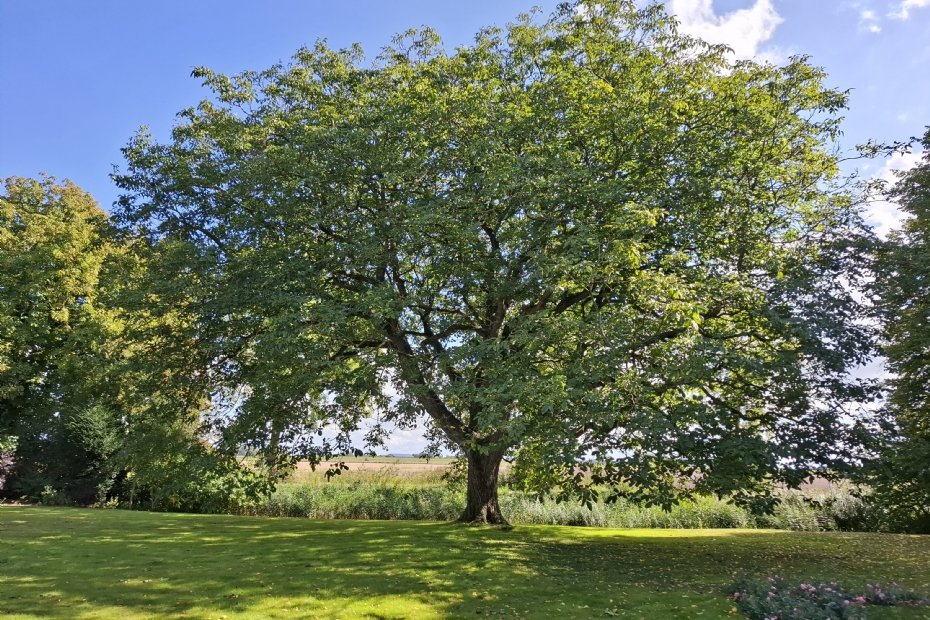 Een 'Heilige Eik', een walnotenboom die kap overleefde door een glaasje jenever en de mammoetboom Sequoiadendron giganteum.  

Dit zijn een paar van de genomineerden voor De Boom van het Jaar, waar  je van 1 september tot en met 7 oktober kan stemmen . 

mysl.nl/fRDtw