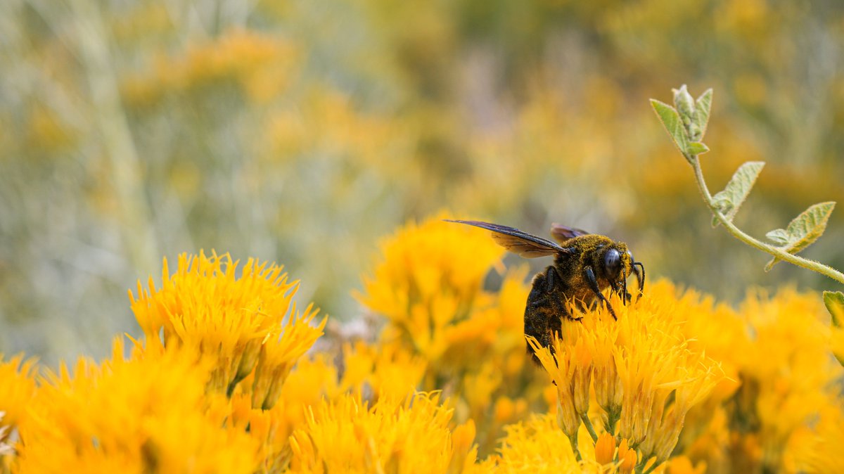 GrandCanyonNPS's tweet image. This time of year, the South Rim of Grand Canyon National can look like a yellow sea.
That yellow sea is actually a shrub in the sunflower family native to the Grand Canyon called Rubber Rabbit Brush (Ericameria nauseosa).
Its flowers are attractive to many pollinators…
