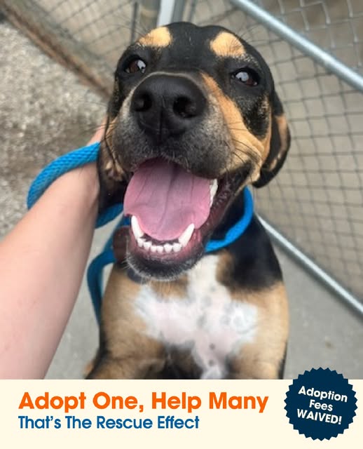 One adoption. Endless impact. THAT's The Rescue Effect. 📷⁠
As part of the <a href="/ASPCA/">ASPCA</a> 's ongoing adoption campaign - Animal Care is offering FEE WAIVED adoptions on ALL adoptable cats, dogs, puppies &amp; kittens now through the end of September!  GreenvillePets.org