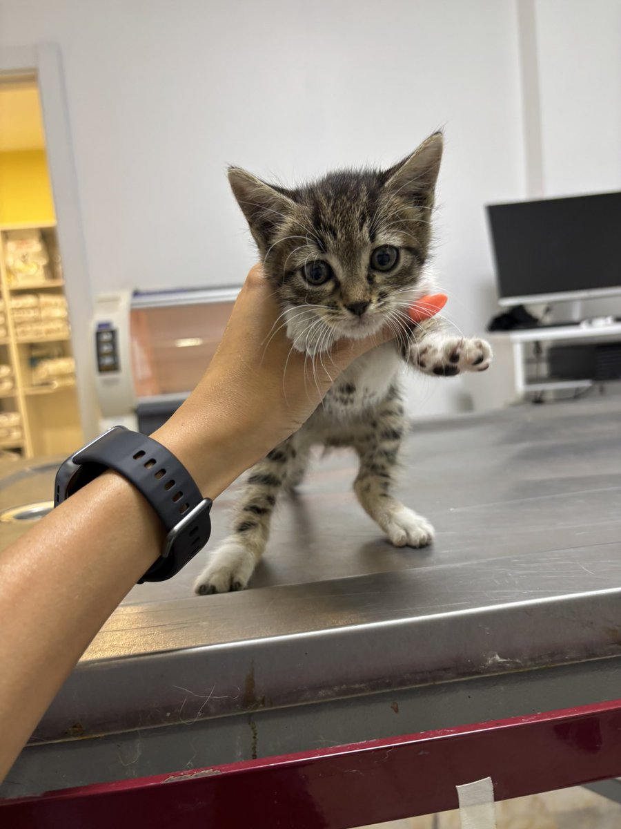 Yeni bebe alarmi😍
Az safça bi oğlan cocugu😂Bizim klinige yeni dusmus.Yuva ariyo.
Hey Kadikoy halki,var mi fazla yuvaniz?🤭😍
