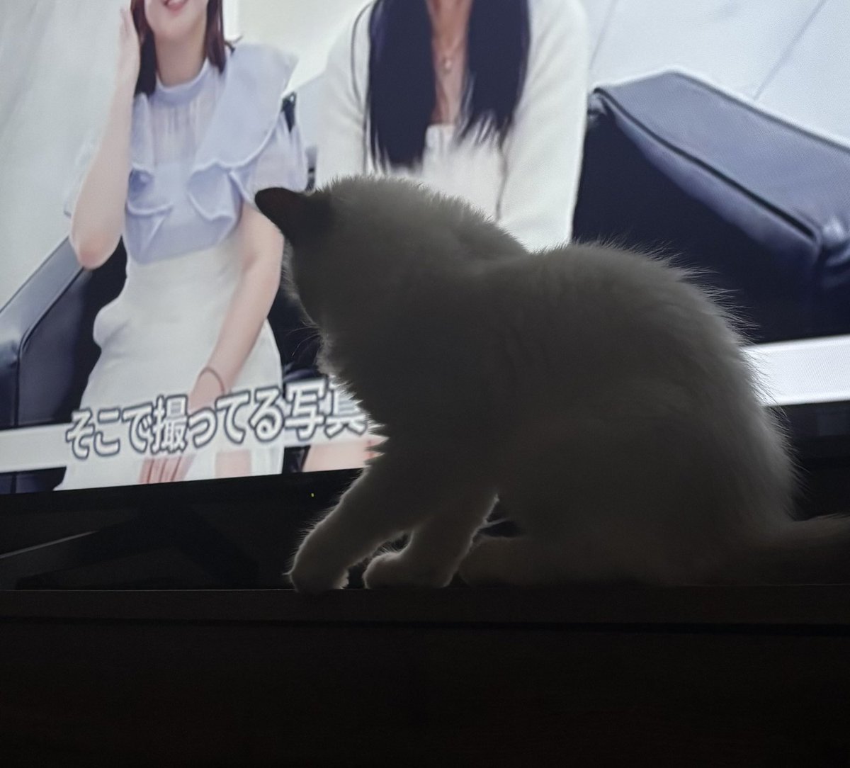 見えにゃい^._.^