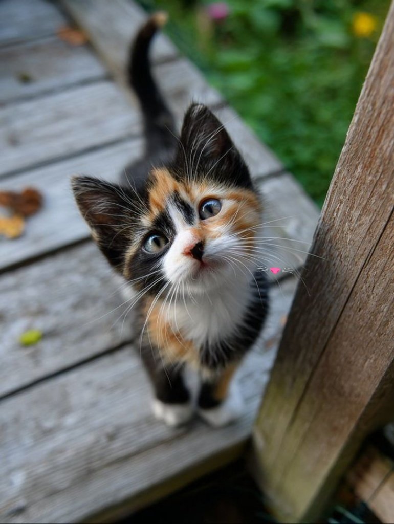 Catwomam_'s tweet photo. Have a nice afternoon everyone 🧡🖤🤍 https://t.co/ZI0zaTrphV