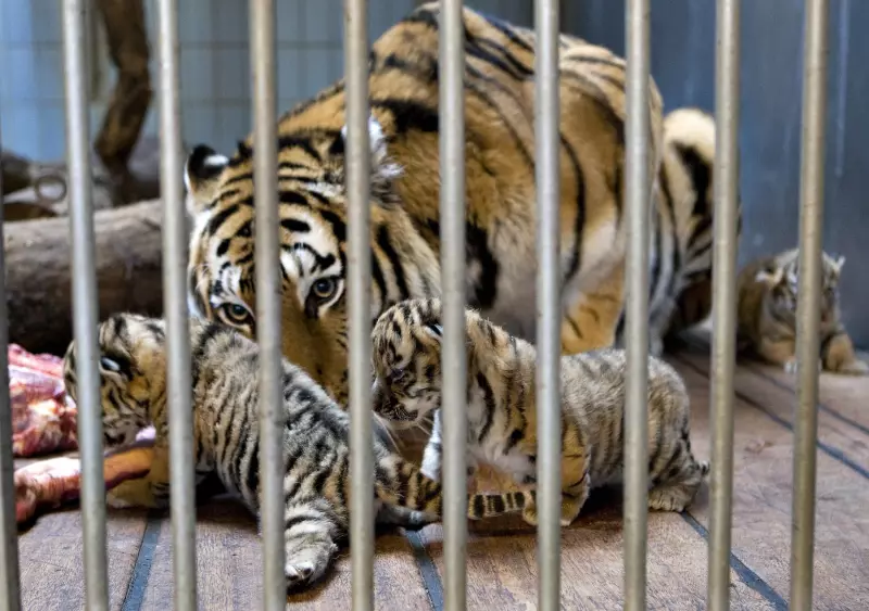 A zoo in Aalborg, Denmark, recently generated global controversy with a social media post that requested donations of small, unwanted animals like chickens, rabbits, and guinea pigs to feed its predators. 

The animals, which are "gently euthanized" by staff, are meant to provide