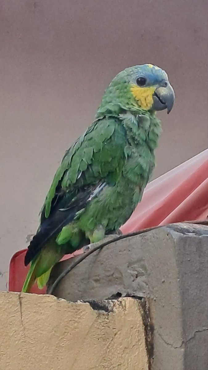 Josèphe-Anne tweet media