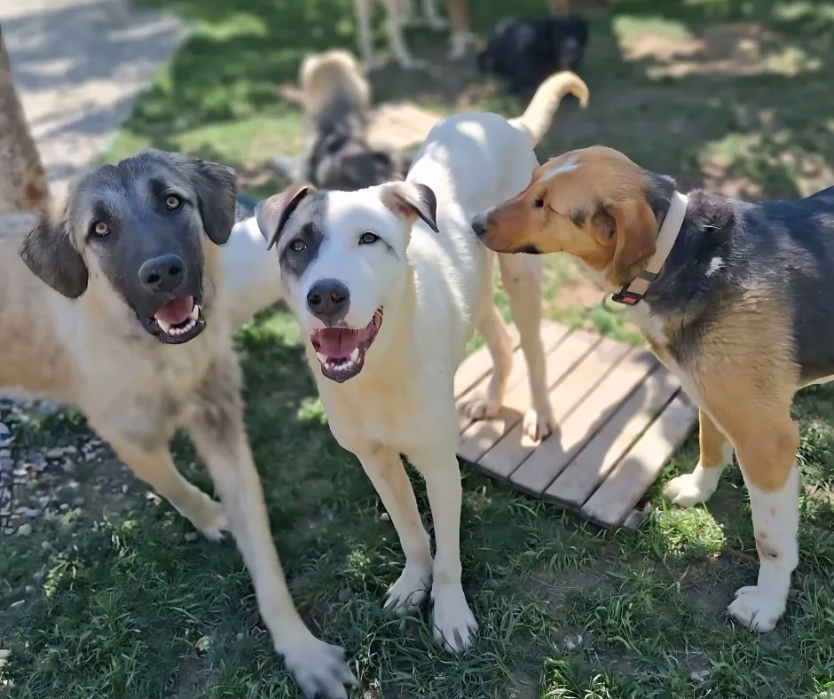 DogDeskAction's tweet photo. Harry & his friends are safe, happy & free thanks to the lifeline our sanctuary project provides ๐พ๐
Here, once-forgotten ex-strays, let down by people find what they always deserved: safety, friendship & loveโจ
#HarrysDay #HopeForHarry #RescueDogs https://t.co/X4nWEHfvng