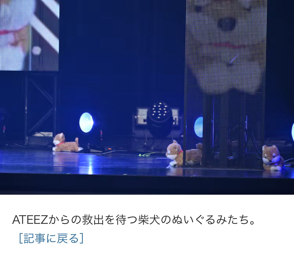 tiny___atz's tweet photo. ただのぬいぐるみじゃないからね、ATEEZからの救出を待つ芝犬のぬいぐるみたち。 https://t.co/n9OgWms0zl