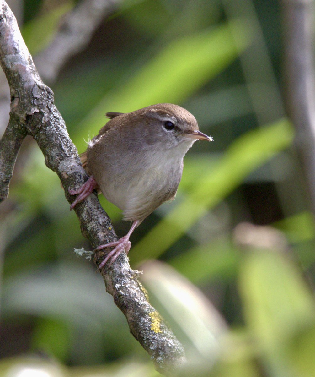 Rare glimpse of a secretive Cetti’s Warbler – usually just a burst of song from the undergrowth, but today it showed itself. 🐦✨
#Birding #CettisWarbler #Wildlife