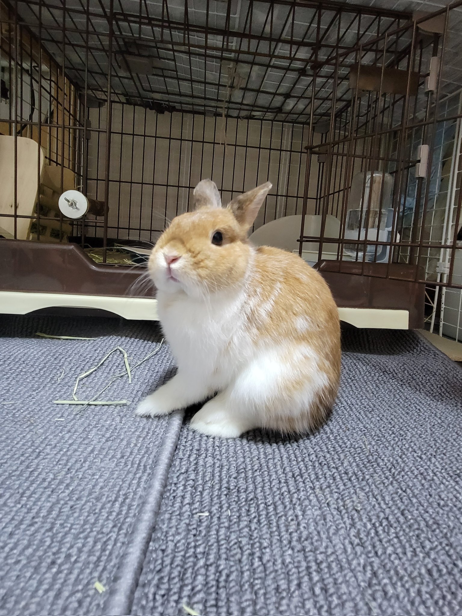 うさぎ LL1084bk_5_1200x.jpg?v=1754981004