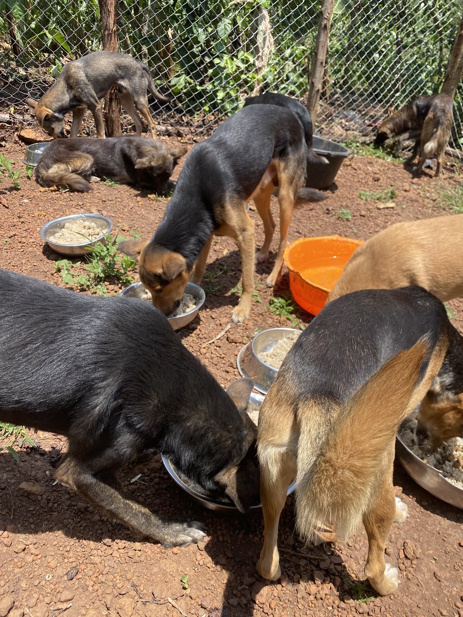 ShelterMaya's tweet photo. Today brings sad news. We haven’t paid rent due on the 15th, and some water bills are pending. We urgently need help . Your donation can help save lives—please help. #dog #AnimalLovers #doglover #pet 
#cat #fyp #PuppyLove https://t.co/kHj5jIXGUM