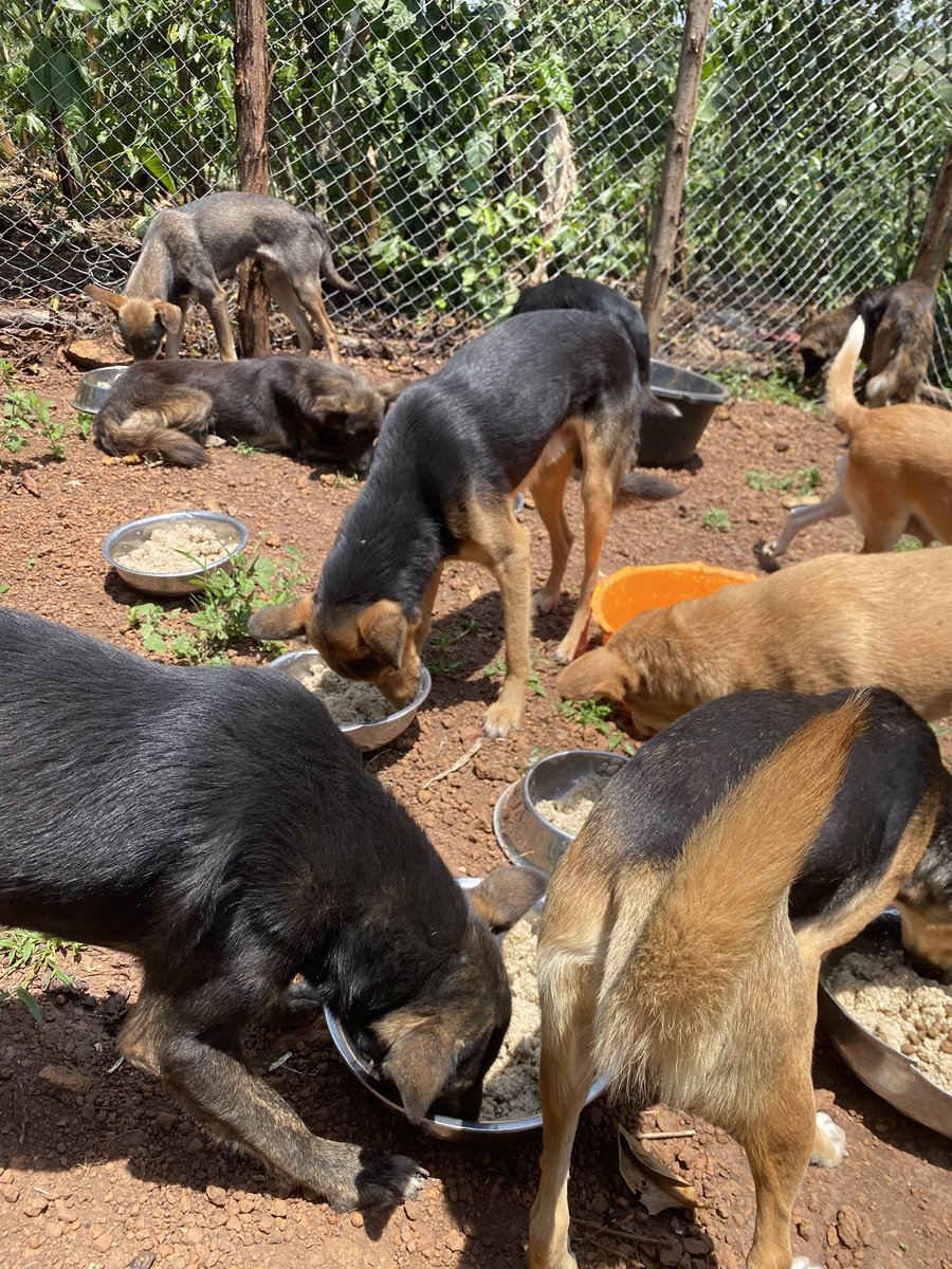 ShelterMaya's tweet photo. Today brings sad news. We haven’t paid rent due on the 15th, and some water bills are pending. We urgently need help . Your donation can help save lives—please help. #dog #AnimalLovers #doglover #pet 
#cat #fyp #PuppyLove https://t.co/kHj5jIXGUM