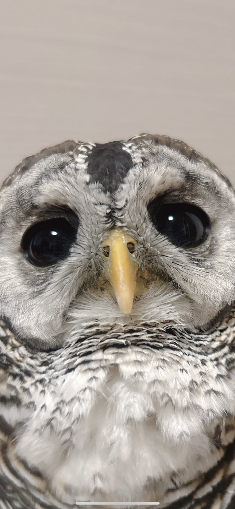 ka.katsu-mi 266 ✨スウェーデンの森のグレーのふくろう ka.katsu-mi 266 ✨スウェーデンの森のグレーのふくろう ka.katsu-mi 266