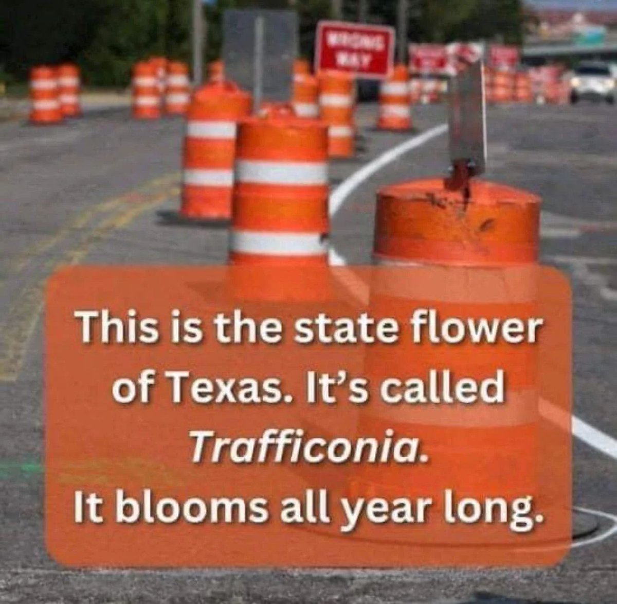sciensito's tweet photo. They say the Bluebonnet is the state flower of Texas, but that’s old news... everyone knows the real bloom is the Trafficonia. Grows all over the state, especially on I-35, and somehow it’s in full bloom all year long… especially during rush hour. https://t.co/8trJSA2fuW