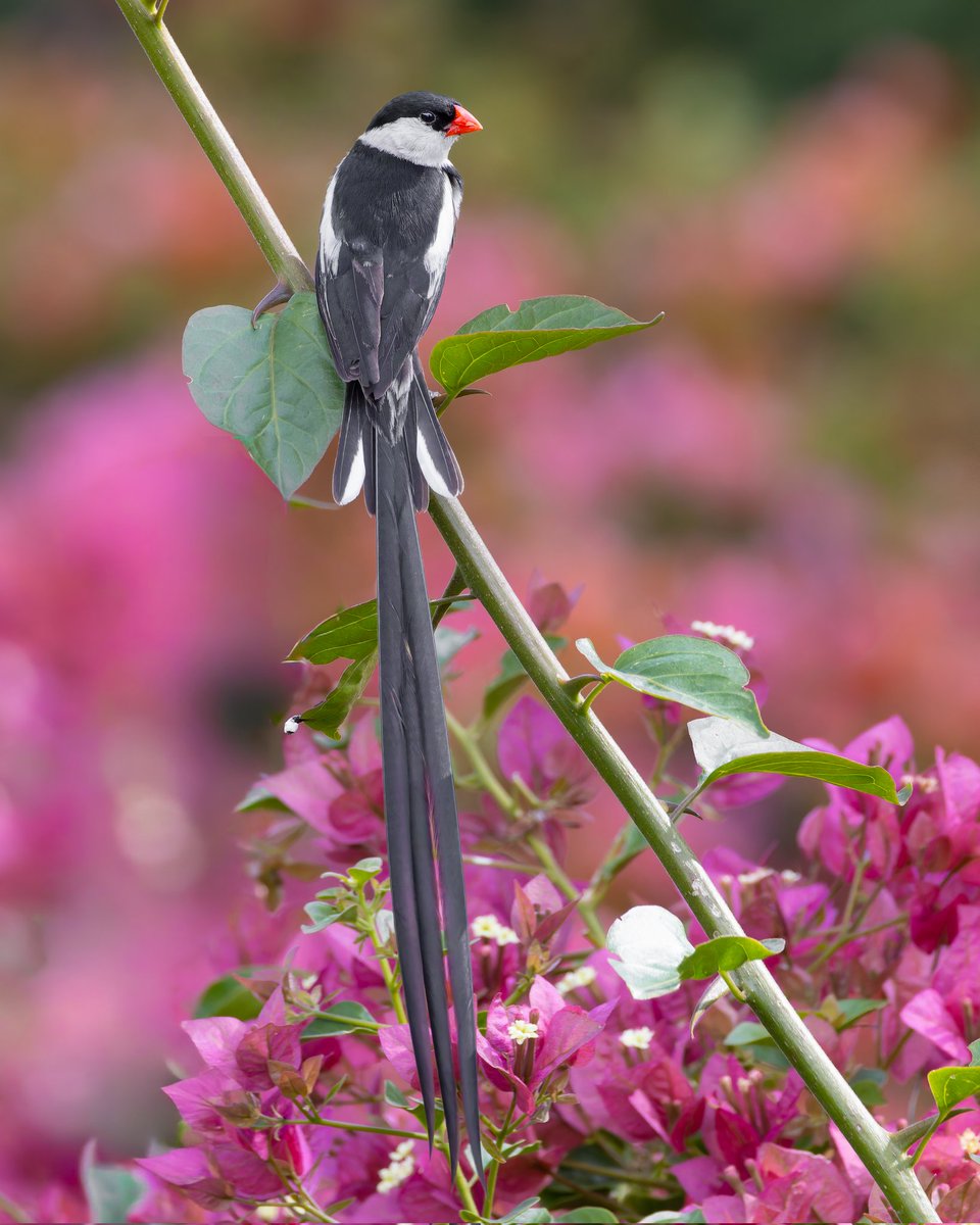 Kenyanbirder tweet media