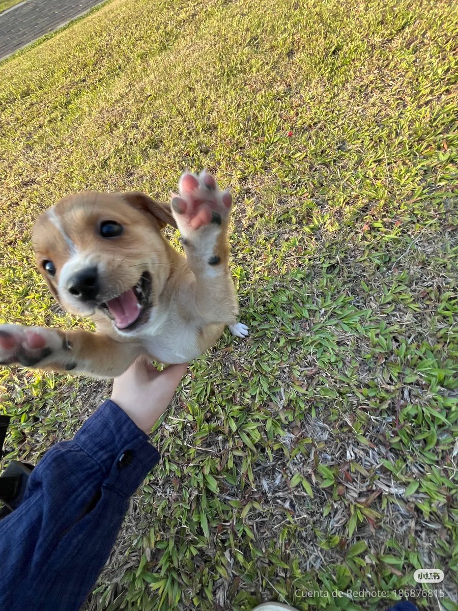 💖 (@twaniimals) on Twitter photo 