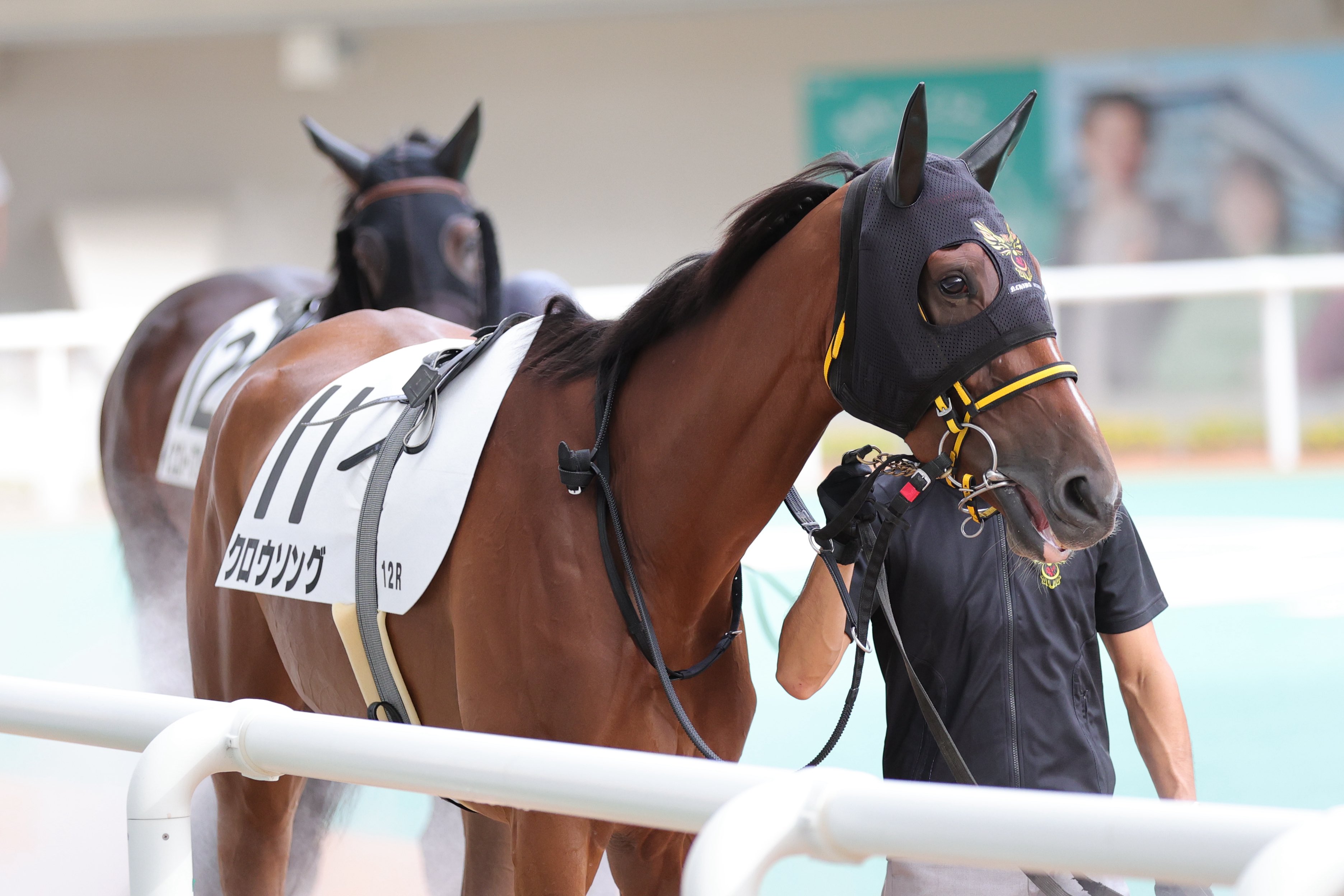 合う馬 歌手・小椋佳の持ち馬サンセットブライトが中山12RでV 8番人気の
