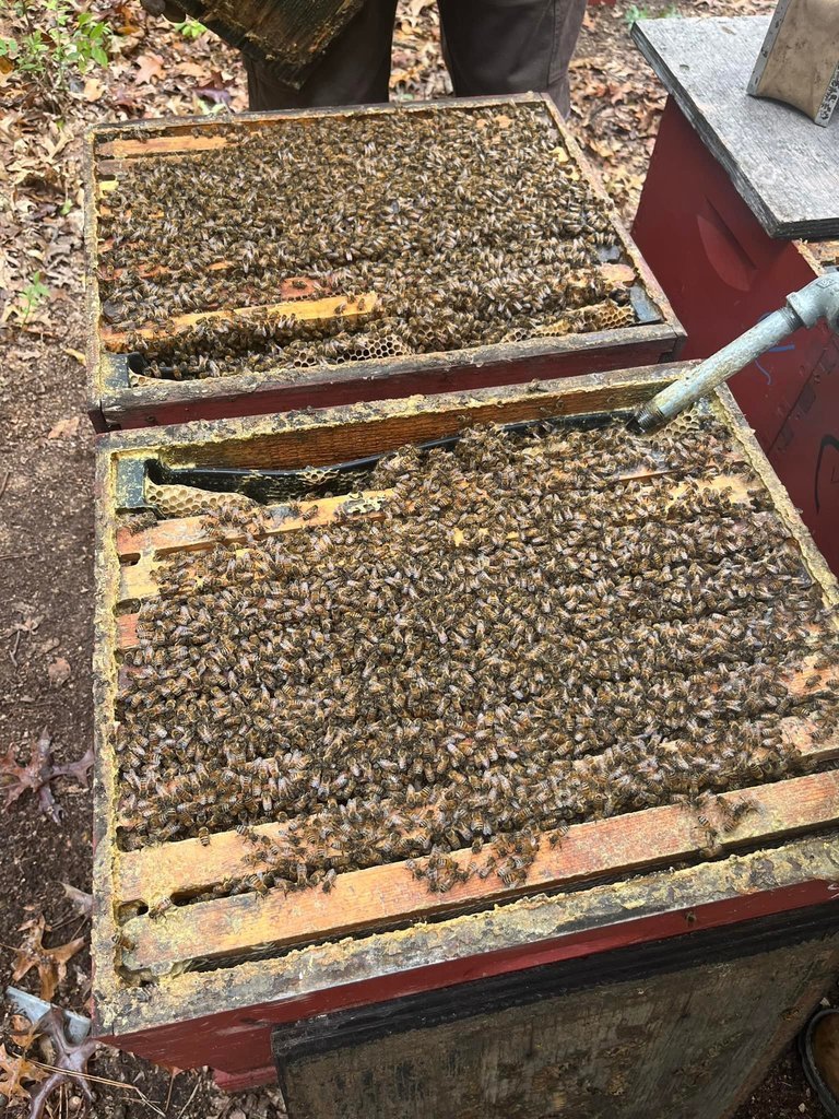 Meet T.M. Kelin &amp; Sons — a family-run bee farm from St. Charles! Swing by their booth at the Hartley Heritage Festival on October 11th and learn all about their buzzing business.  Check out their farm here  youtu.be/gKVC5d8Xkg0 #HartleyOEC #SISD