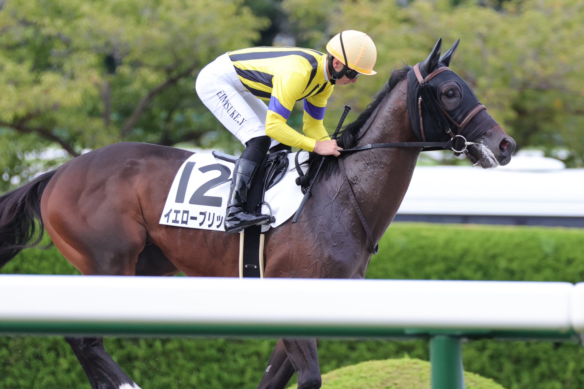 競馬 ギザキズラヴ (Gizakiz Luv)の競走成績 | 競走馬データ - netkeiba