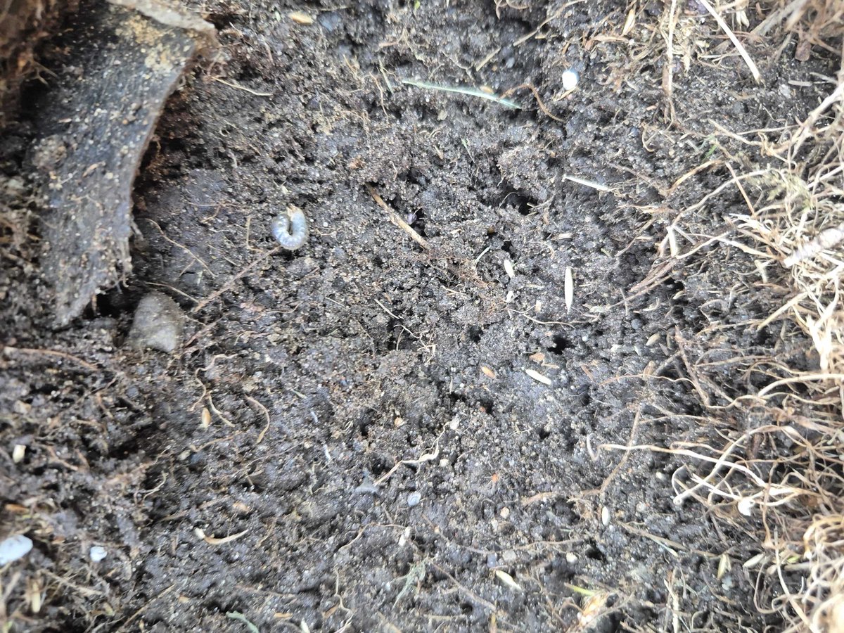 nutrilawnottawa's tweet image. It’s not too late! 🐛 Order your grubGONE, grub control service now, and protect your lawn from costly grub damage. The time to treat is running out—book today at ShopNutriLawnOttawa.com.

#NutriLawnOttawa #LawnCare #GrubControl #HealthyLawn #OttawaLawns #ProtectYourLawn