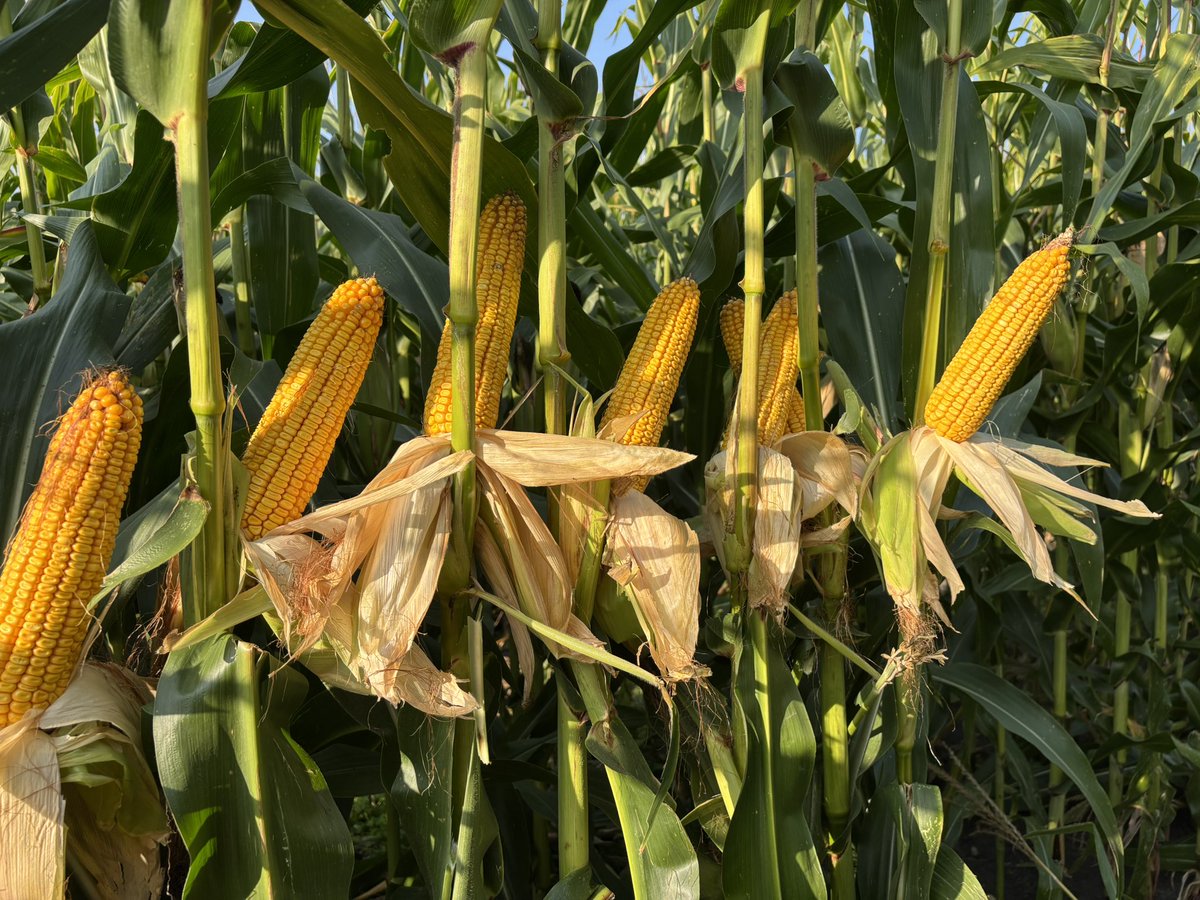 HeasleySeeds tweet media