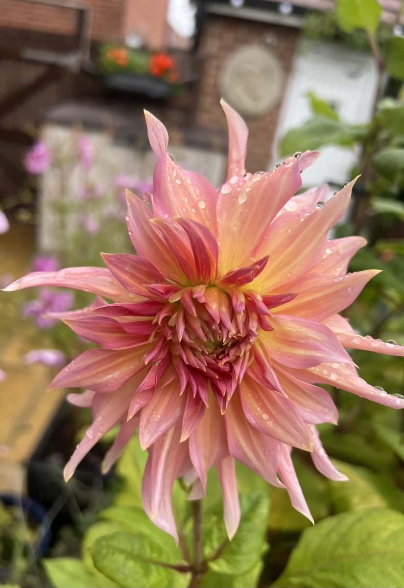 #DailyDahlia 💞 I think my name is Penhill Watermelon. I’m not quite a dinner plate variety but I might still have a bit more growing to do.😊