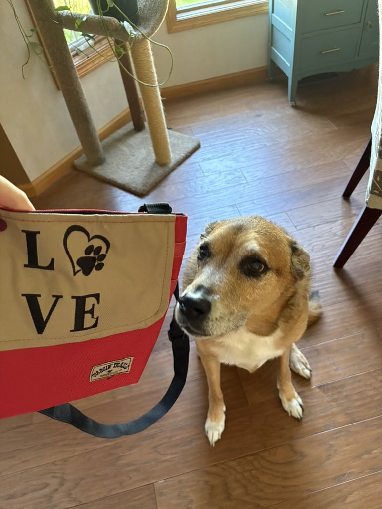 WoofPackTrails's tweet photo. Happy WoofPack Wednesday from WoofPack Pack member Tanner! Buy yours at https://t.co/hSbYJnlsFv!
#WoofPack
#Doggybag
#Doglovers
#Puppy
#WoofPackWednesday https://t.co/mNAmKaH3HP