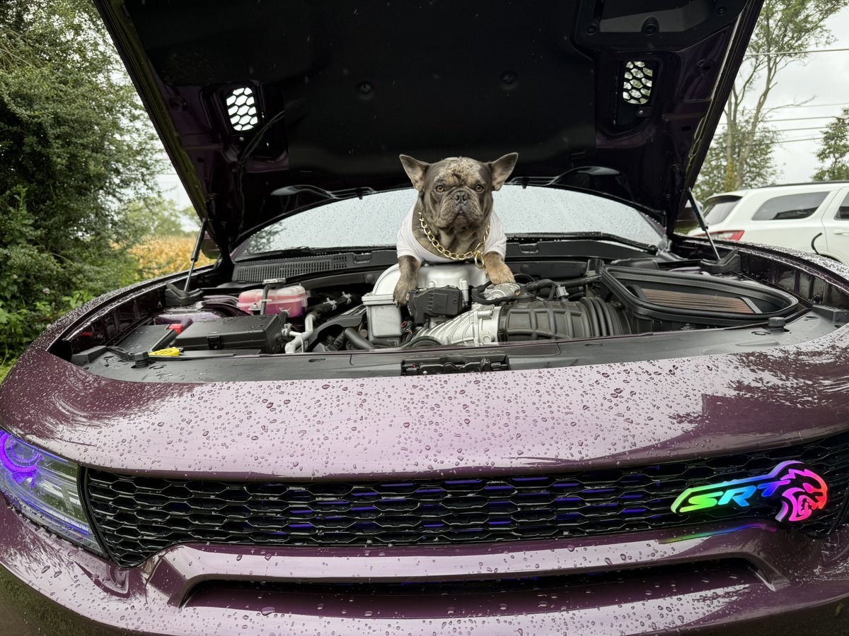 Just a dog named Solana streaming on my Solana mobile seeker <a href="/toly/"></a> <a href="/solanamobile/">Seeker | Solana Mobile</a>