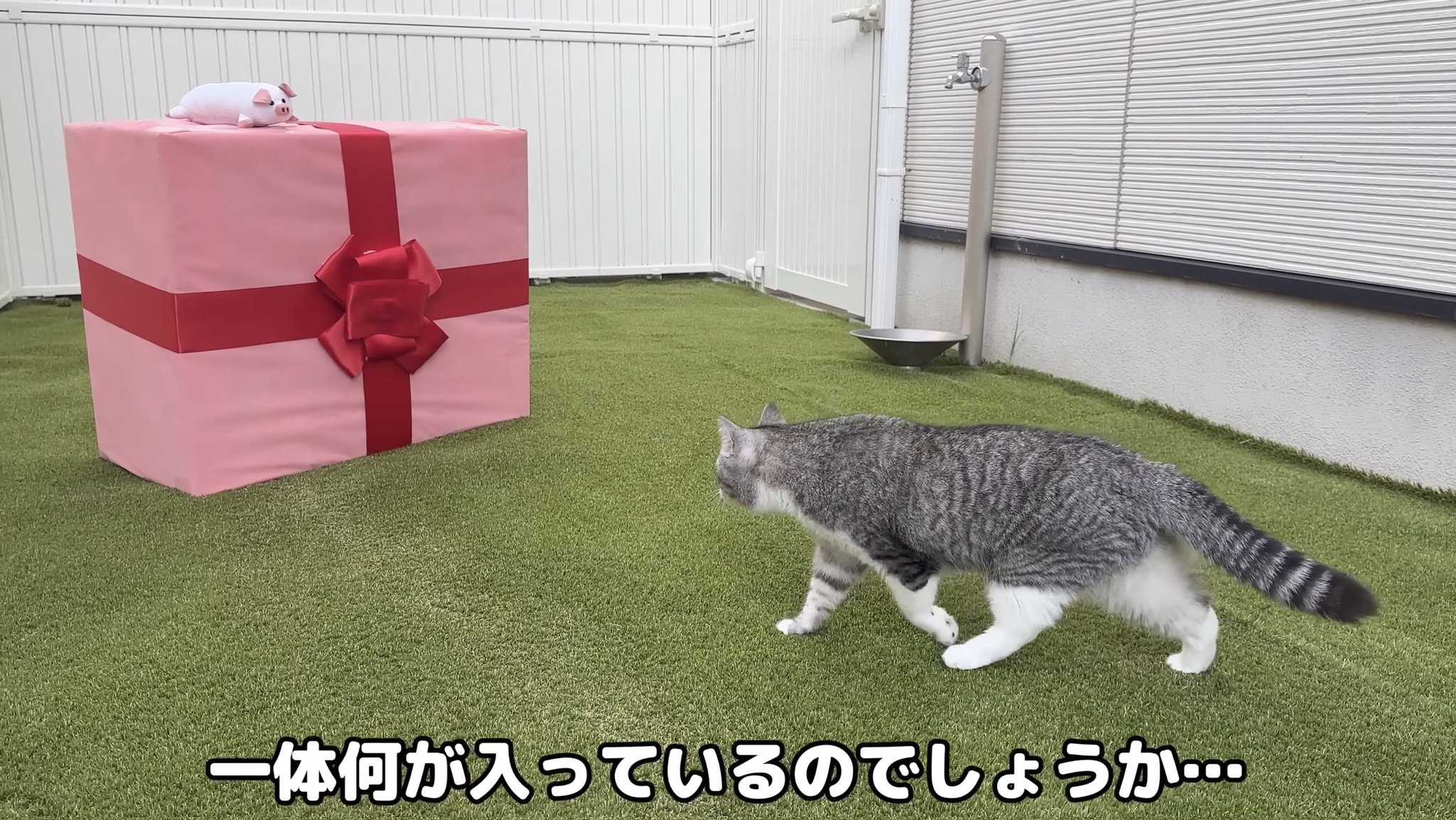 もちまる ランチボックス、スクエア（もちまる日記）A - スリーピー