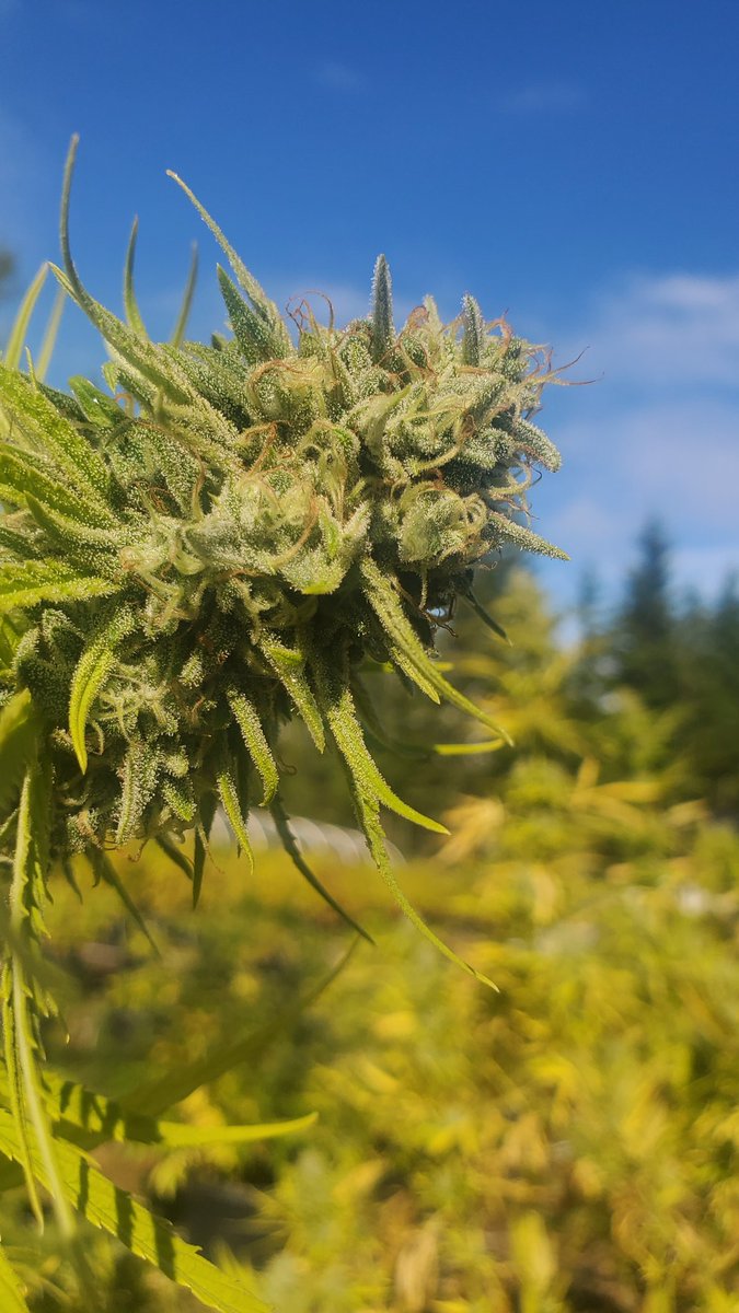 Lemon Sunshine. Beautiful buds. Living Soil Organic! 🌞😎 <a href="/WeatherdIslands/">Weathered Islands Craft Cannabis</a>