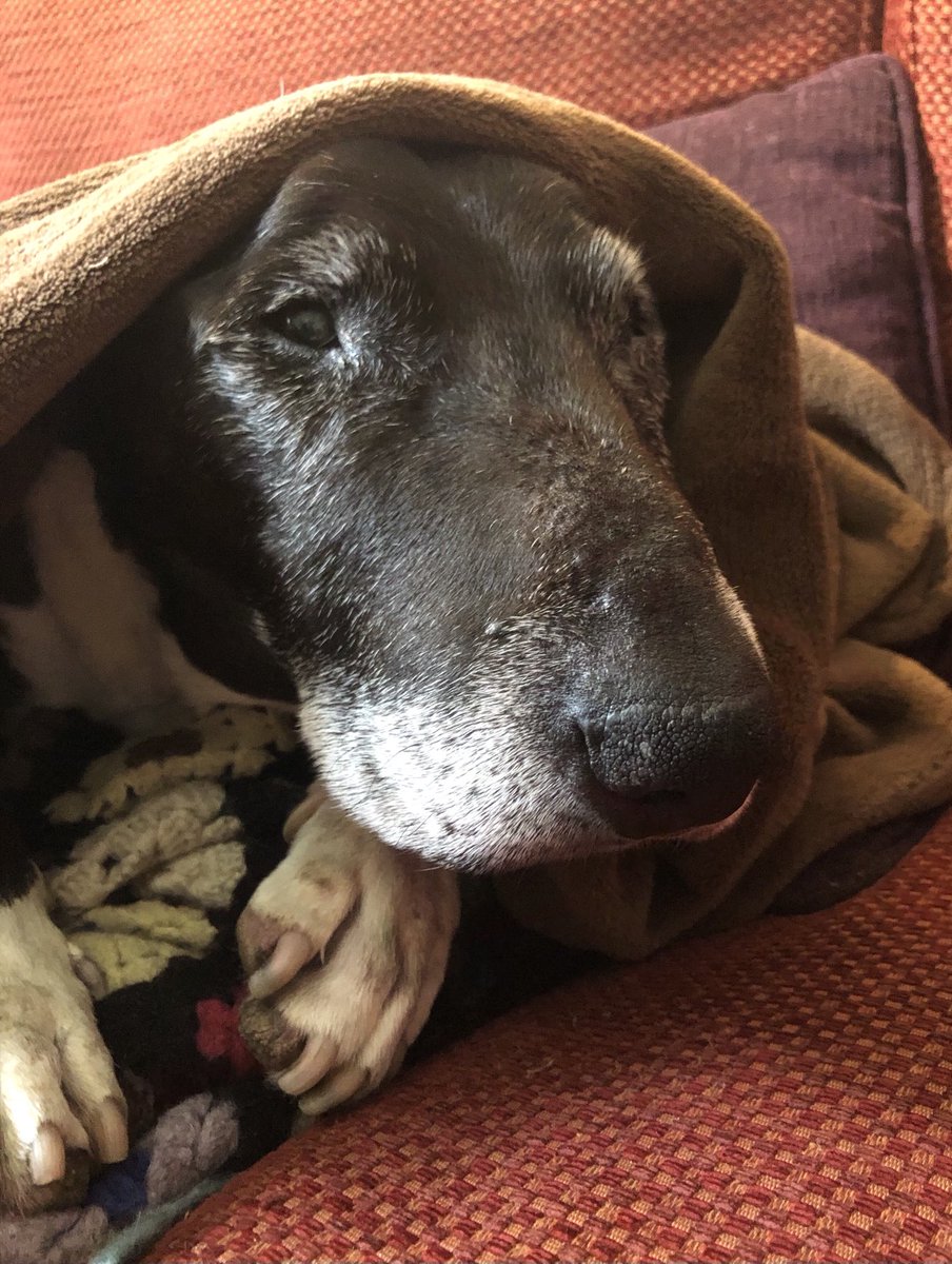 Lissa Evans tweet media