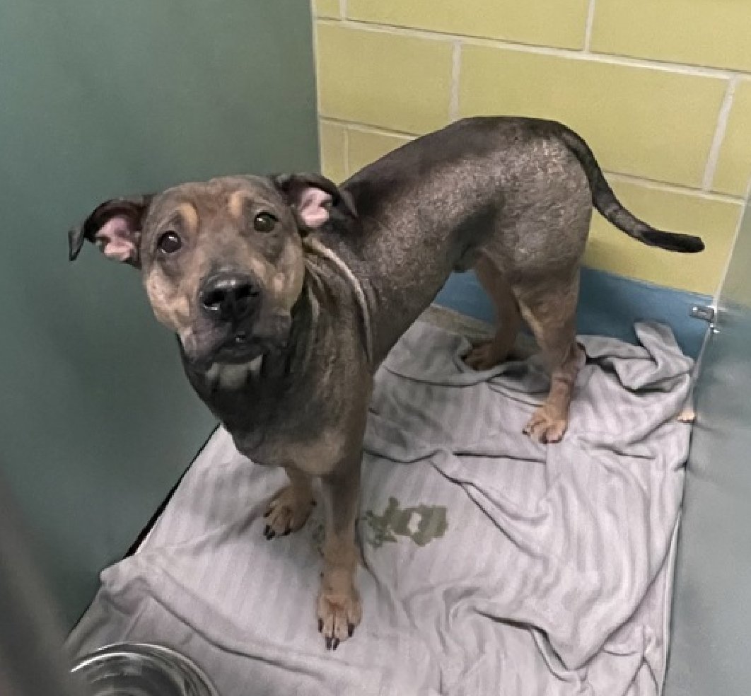 💔Ramen💔
#NYCACC #210302 1y
▪️Relisted TBK: 9/18💉 

Precious sweetie's💔, surr by family adored, 4 move!
Grieving, fearful, seen trembling in cell!
Who can blame him!
Lived being w his ppl, bath time (no nail trims please!), car rides.
Crate trained + knows cues.
This gorgeous