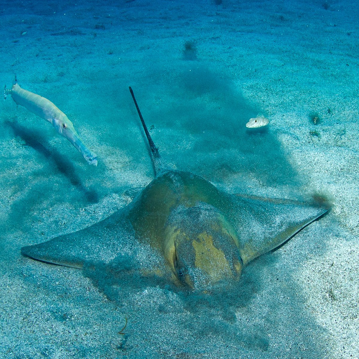 🐭✨ ¿Has oído hablar del ratón (Myliobatis aquila)?
Esta preciosa raya de la familia Myliobatidae, habita en aguas de Canarias🌊
🚨 Estado de conservación: En Peligro Crítico de Extinción (UICN).
⚠️ En Canarias no cuenta con medidas de protección específicas. 
<a href="/AzulLatitud/">Latitud Azul</a>