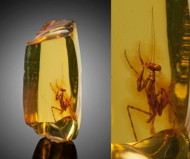 Trapped within a solid piece of amber, a praying mantis is preserved in a time capsule dating back 30 million years